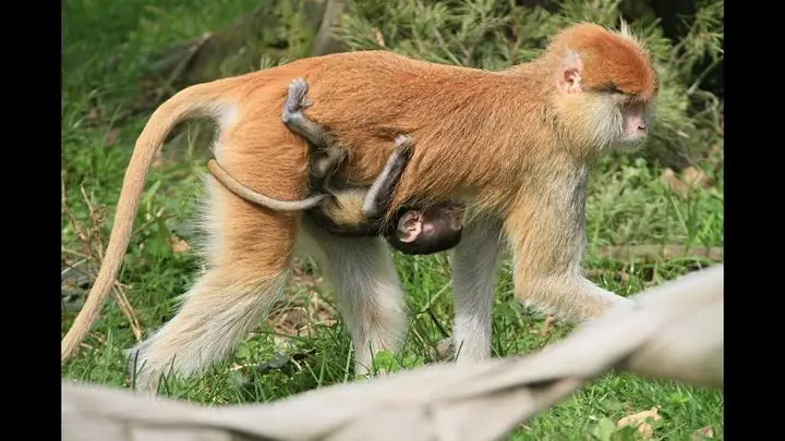 Cách Nấu Cao Động Vật Tại Nhà Chuẩn Nhất: Hướng Dẫn Chi Tiết Từ A-z