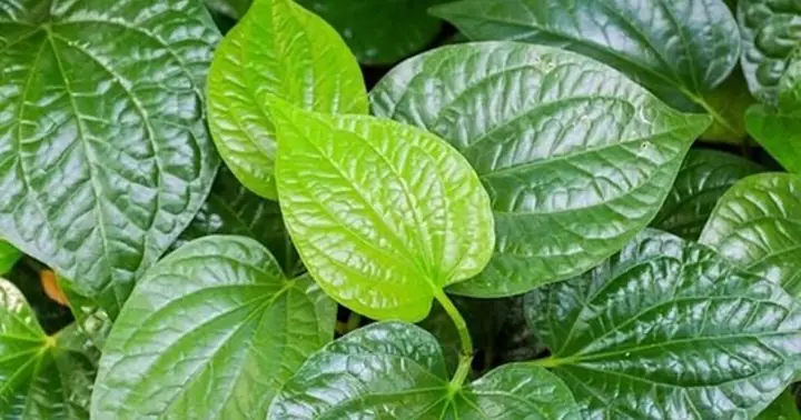 Cách Nấu Cao Lá Lốt Chuẩn Nhất Tại Nhà Và Những Lưu Ý Quan Trọng