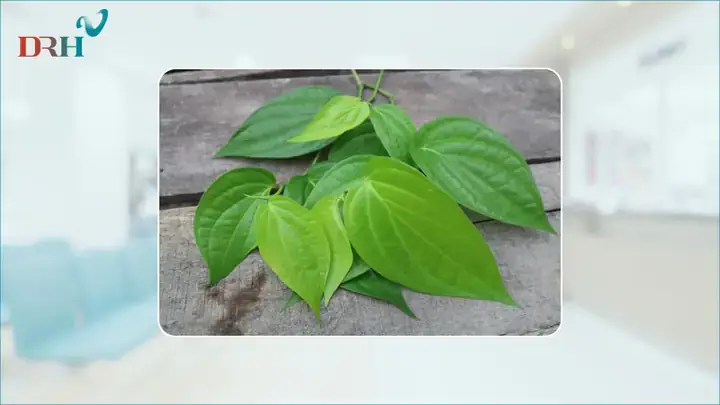 Cách Nấu Cao Lá Trầu Không Tại Nhà Chuẩn Vị Và Hiệu Quả Cách Nấu Cao Lá Trầu Không Tại Nhà Chuẩn Vị Và Hiệu Quả