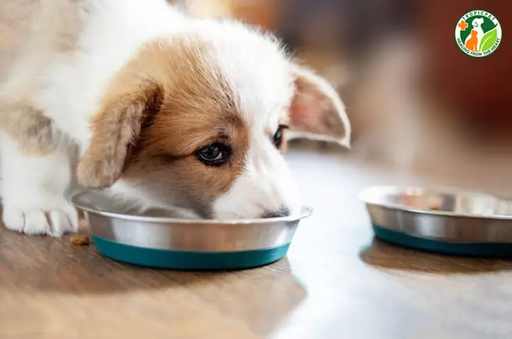 Cách Nấu Cháo Loãng Cho Chó Con Chi Tiết Và An Toàn