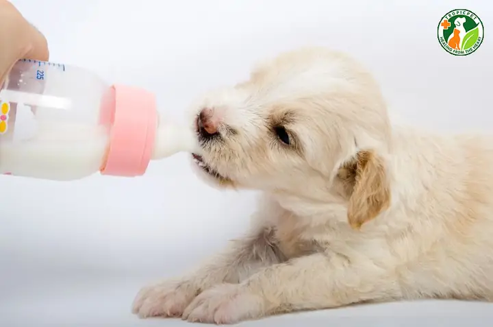 Cách Nấu Cháo Loãng Cho Chó Con Chi Tiết Và An Toàn