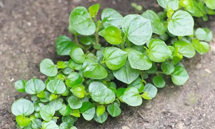 Cách Nấu Cháo Rau Càng Cua Cho Bé Bổ Dưỡng Và An Toàn