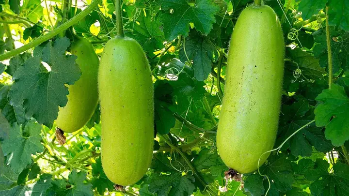 Cách Nấu Cháo Tôm Bí Xanh Cho Bé Ăn Dặm Cách Nấu Cháo Tôm Bí Xanh Cho Bé Ăn Dặm