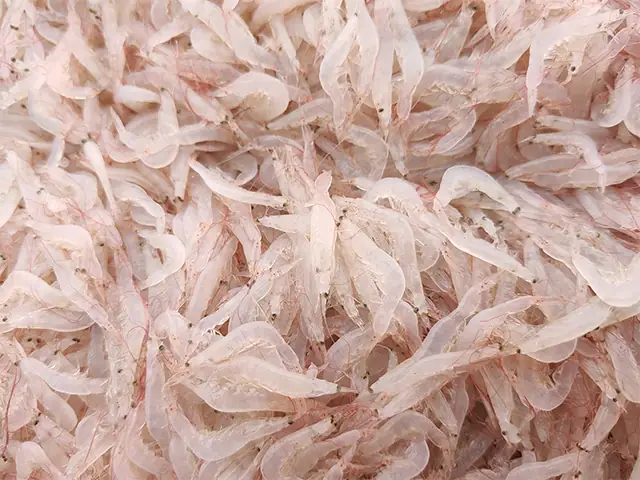 Cách Nấu Con Ruốc Biển Ngon Chuẩn Vị Miền Trung Cách Nấu Con Ruốc Biển Ngon Chuẩn Vị Miền Trung