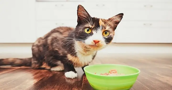 Cách Nấu Đồ Ăn Cho Mèo An Toàn Và Bổ Dưỡng Tại Nhà