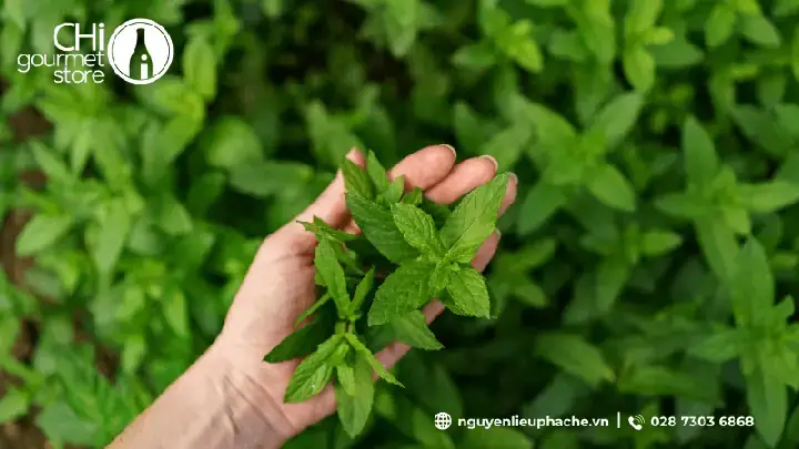Cách Nấu Đường Cỏ Ngọt: Hướng Dẫn Chi Tiết Từ A-z Cho Người Mới Bắt Đầu