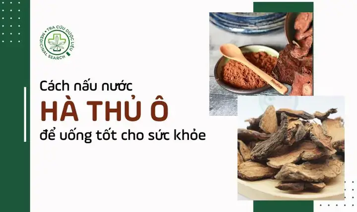 Cách Nấu Nước Lá Hà Thủ Ô Để Uống Chi Tiết Và Hiệu Quả Nhất Cách Nấu Nước Lá Hà Thủ Ô Để Uống Chi Tiết Và Hiệu Quả Nhất