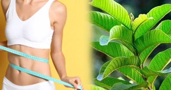 Cách Nấu Nước La Ổi: Hướng Dẫn Chi Tiết Từ A-z Cho Người Mới Bắt Đầu