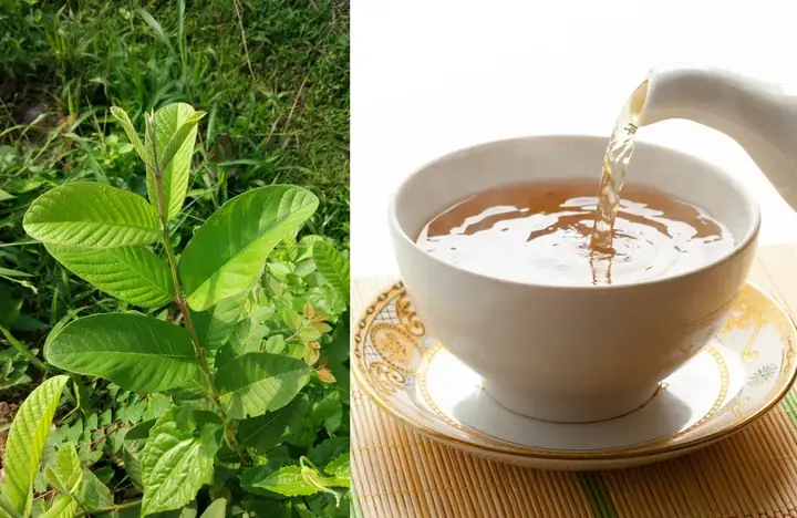 Cách Nấu Nước La Ổi: Hướng Dẫn Chi Tiết Từ A-z Cho Người Mới Bắt Đầu