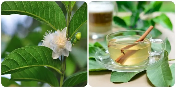 Cách Nấu Nước La Ổi: Hướng Dẫn Chi Tiết Từ A-z Cho Người Mới Bắt Đầu