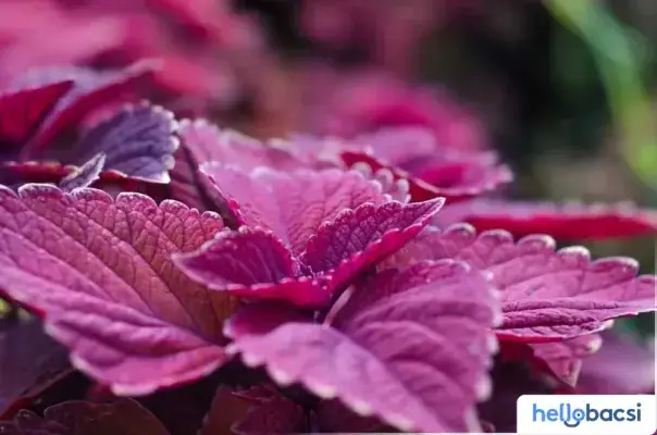 Cách Nấu Nước Lá Tía Tô Cho Bà Đẻ: Hướng Dẫn Chi Tiết Và Những Lưu Ý Quan Trọng