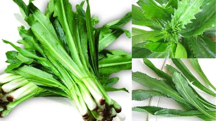 Cách Nấu Nước Ngò Gai: Công Thức Đơn Giản, Tốt Cho Sức Khỏe