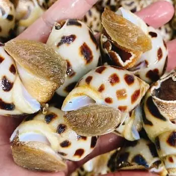 10+ Cách Nấu Ốc Biển Ngon, Đơn Giản, Bắt Miệng Tại Nhà