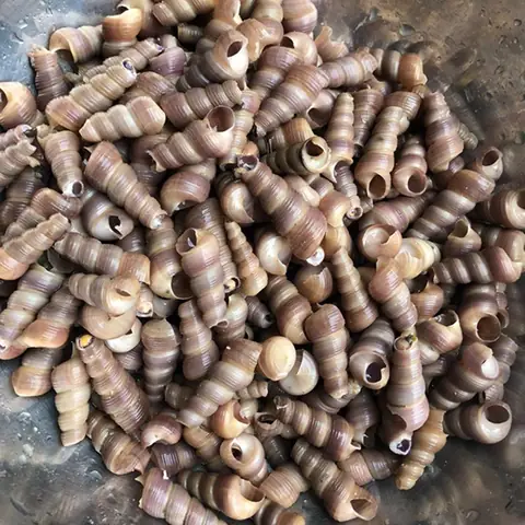 Cách Nấu Ốc Đinh Xào Dừa Thơm Ngon, Đậm Đà Tại Nhà