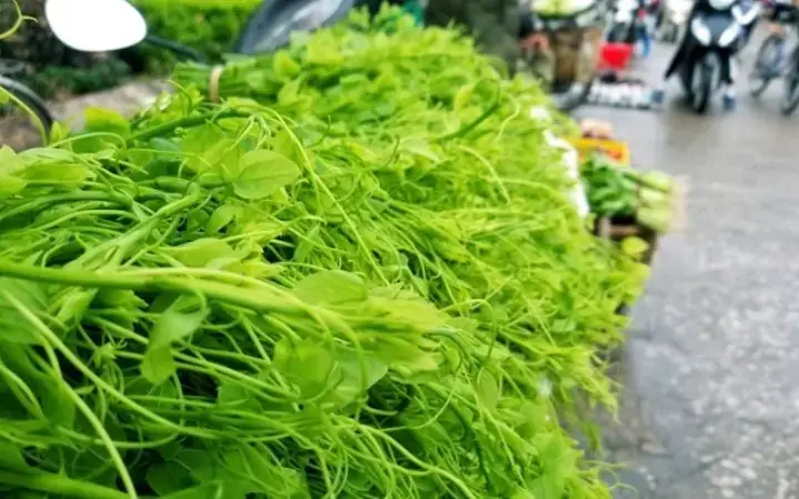Cách Nấu Rau Bò Khai: Hướng Dẫn Chi Tiết Từ A-z Cho Món Ngon Dân Dã Cách Nấu Rau Bò Khai: Hướng Dẫn Chi Tiết Từ A-z Cho Món Ngon Dân Dã