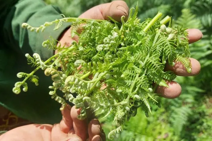 Cách Nấu Rau Dớn Xào Tỏi Ngon Chuẩn Vị, Giữ Được Độ Giòn Tươi