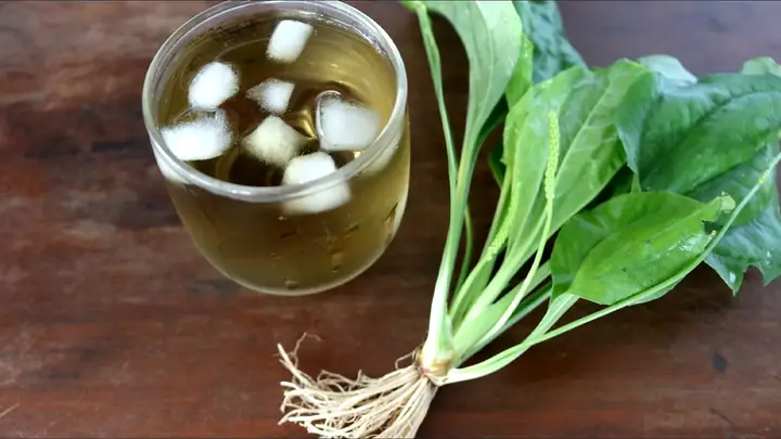 Cách Nấu Rau Mã Đề Ngon Và Bổ Dưỡng Cho Bữa Cơm Gia Đình