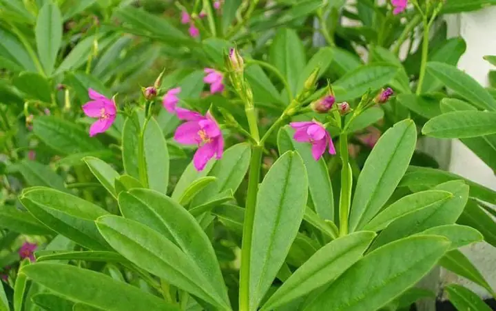 Cách Nấu Rau Sâm Đất Ngon, Chuẩn Vị Và Giữ Trọn Dinh Dưỡng