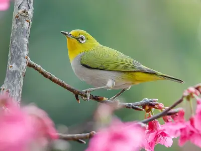 Cách Nấu Sữa Đậu Nành Vành Khuyên Chuẩn Xác, Thơm Ngon Tại Nhà
