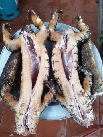 Cách Nấu Thịt Kỳ Đà: 4 Phương Pháp Chế Biến Đặc Sản Từ Thịt Động Vật Hoang Dã
