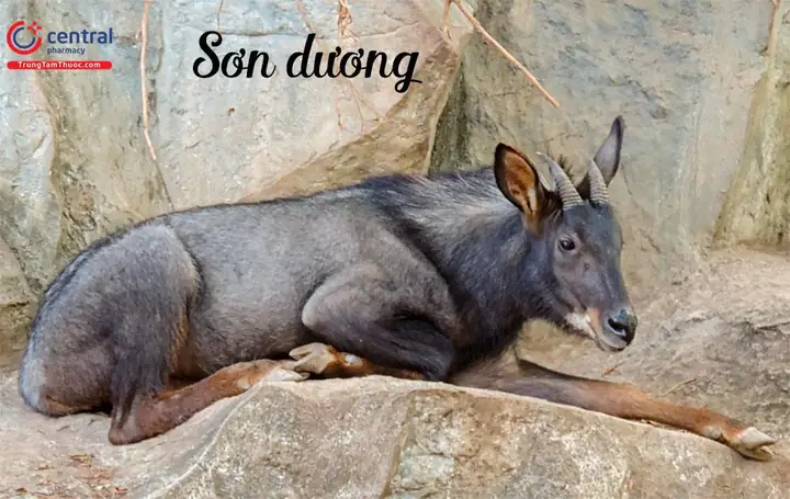 Cách Nấu Thịt Sơn Dương Ngon, Chuẩn Vị Núi Rừng Cách Nấu Thịt Sơn Dương Ngon, Chuẩn Vị Núi Rừng