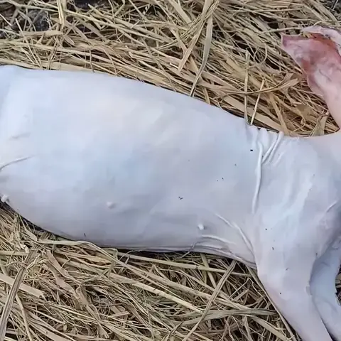Cách Nấu Thịt Thỏ Rượu Mận Ngon Chuẩn Vị Nhà Hàng