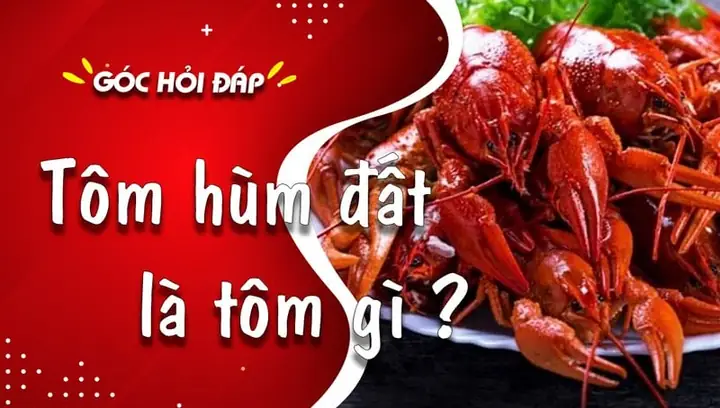 Cách Nấu Tôm Hùm Đất Kiểu Trung Quốc: Hướng Dẫn Chi Tiết Từ A-z Cho Người Mới