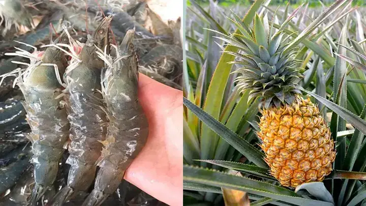 Cách Nấu Tôm Khô Xào Dứa Thơm Ngon, Đậm Đà Chuẩn Vị Miền Tây