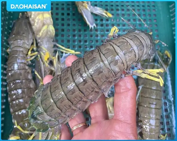 Cách Nấu Tôm Tít Ngon