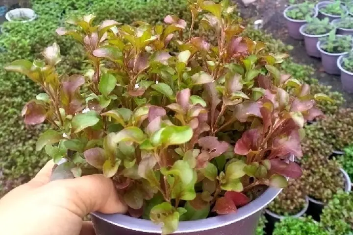 Cách Nấu Xà Lách Xoong Nhật Chuẩn Vị Thanh Mát, Bổ Dưỡng