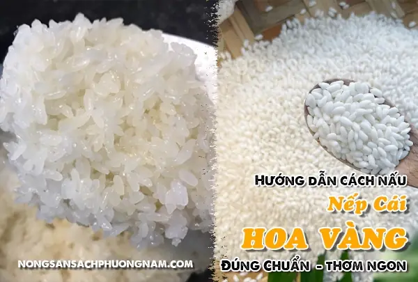 Cách Nấu Xôi Bằng Nếp Cái Hoa Vàng: Bí Quyết Từ Hạt Nếp Dẻo Thơm Chuẩn Vị