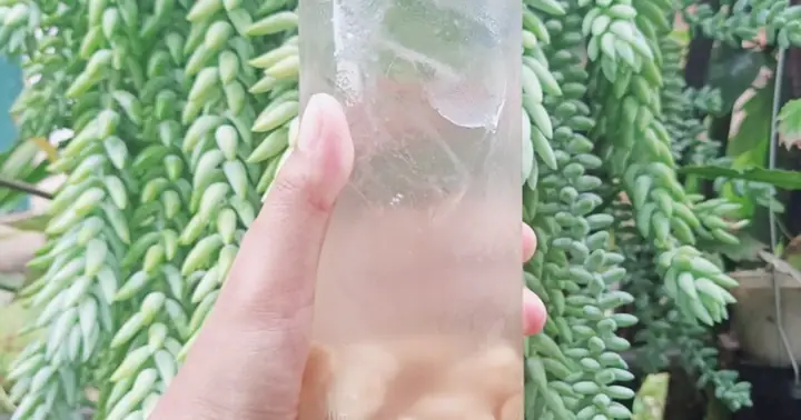 Cách Ngâm Dâu Da Với Đường Chuẩn Vị, Giữ Nguyên Dinh Dưỡng