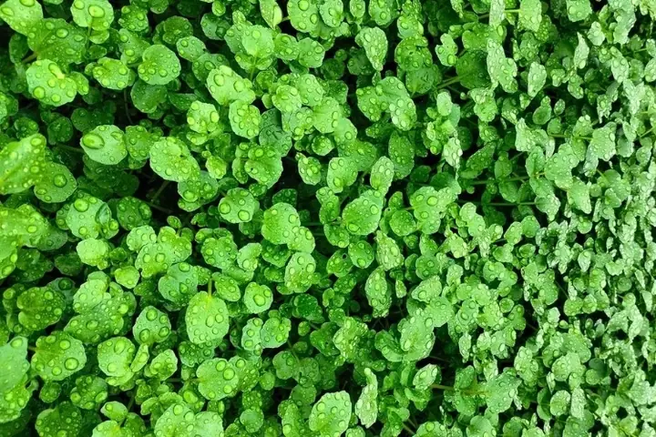 Cách Nhặt Rau Cải Xoong Chuẩn Chỉnh, Nhanh Chóng Cho Bữa Cơm Gia Đình