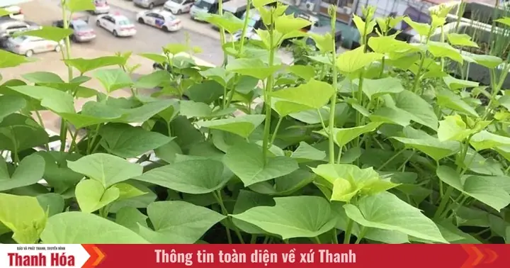 Cách Pha Mắm Cáy Chấm Rau Muống: Bí Quyết Giữ Trọn Hương Vị Quê Nhà