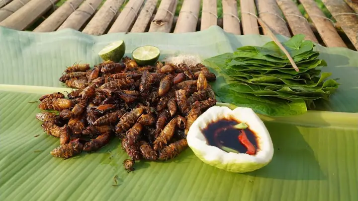 Cách Rang Ve Sầu Ngon: Hướng Dẫn Chi Tiết Từ A-z Cho Món Ăn Đặc Sản