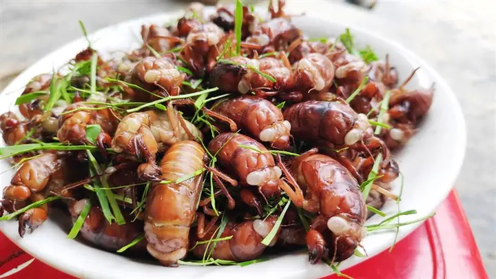 Cách Rang Ve Sầu Ngon: Hướng Dẫn Chi Tiết Từ A-z Cho Món Ăn Đặc Sản