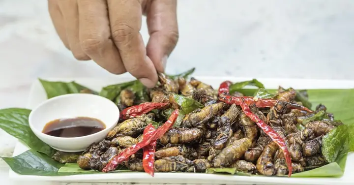 Cách Rang Ve Sầu Ngon: Hướng Dẫn Chi Tiết Từ A-z Cho Món Ăn Đặc Sản