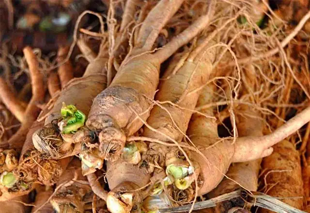Cách Sử Dụng Sâm Đương Quy Tươi