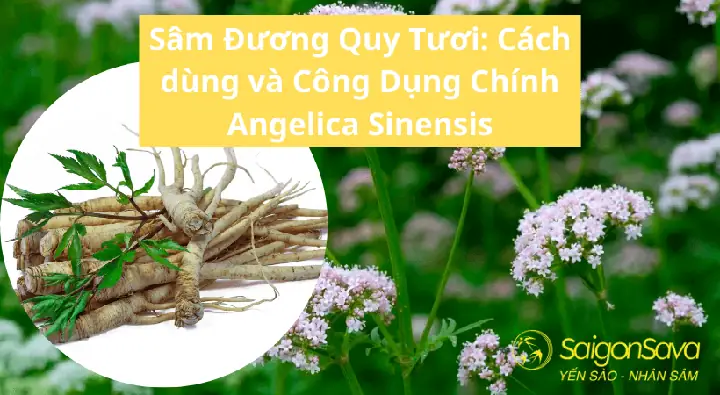 Cách Sử Dụng Sâm Đương Quy Tươi