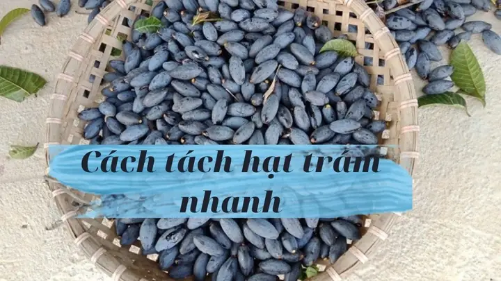 Cách Tách Hạt Trám Xanh Chuẩn Xác, An Toàn Và Hiệu Quả Nhất Cách Tách Hạt Trám Xanh Chuẩn Xác, An Toàn Và Hiệu Quả Nhất