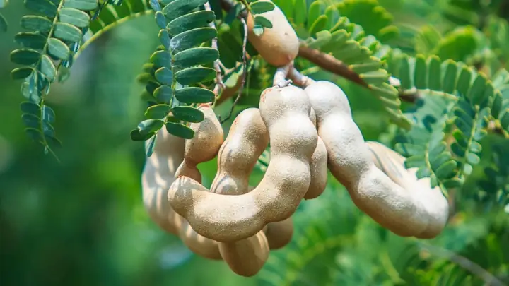 Cách Tách Vỏ Me Sống Đơn Giản Và Hiệu Quả Ngay Tại Nhà