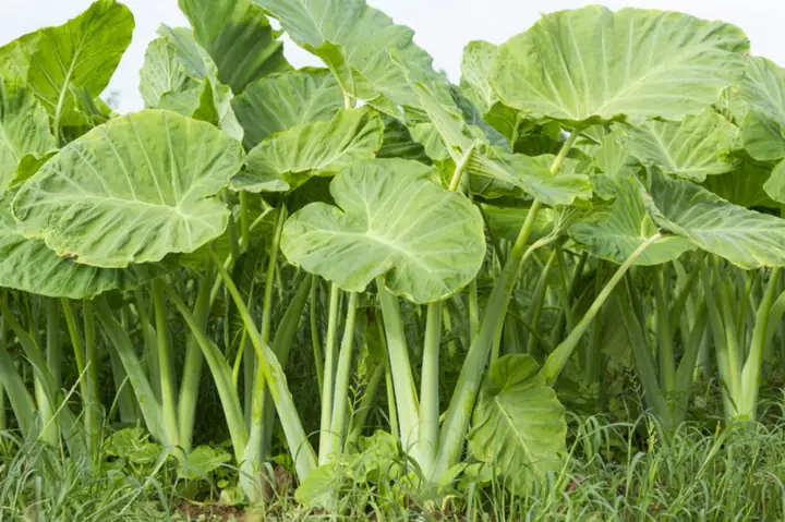 Cách Trồng Bạc Hà Nấu Canh Chua Chi Tiết Từ A-z Cho Người Mới Cách Trồng Bạc Hà Nấu Canh Chua Chi Tiết Từ A-z Cho Người Mới