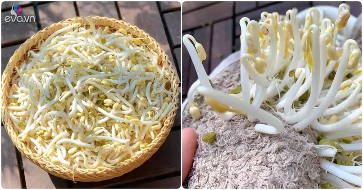 Cách Ủ Giá Bằng Khăn