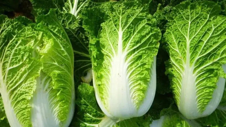 Cải Thảo Ăn Sống Được Không? Lợi Ích, Rủi Ro Và Cách Dùng Đúng