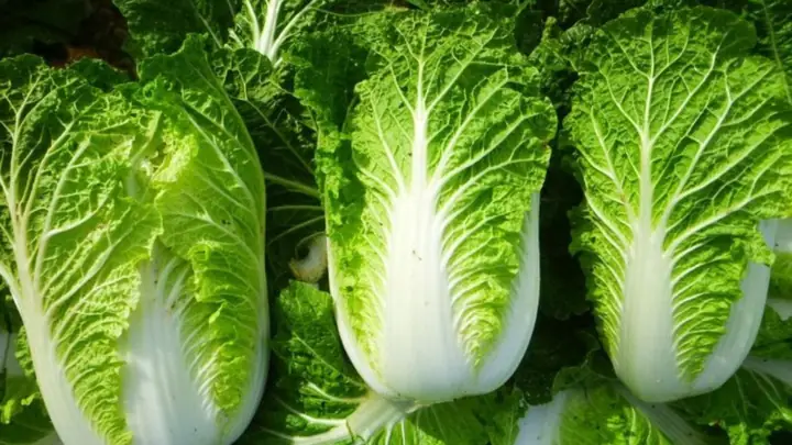 Cải Thảo Luộc Bao Nhiêu Calo? Giải Đáp Chi Tiết Dinh Dưỡng Và Lợi Ích Sức Khỏe