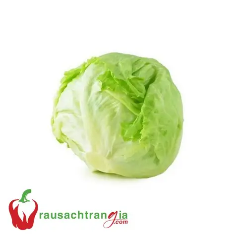 Cải Xà Lách Đà Lạt: Hướng Dẫn Trồng, Chăm Sóc Và Thu Hoạch Hiệu Quả