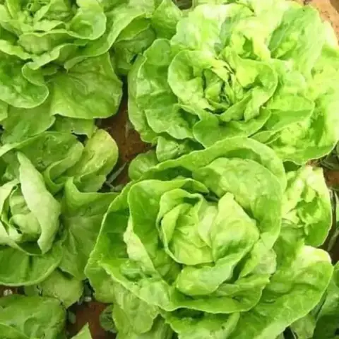 Cải Xà Lách Đà Lạt: Hướng Dẫn Trồng, Chăm Sóc Và Thu Hoạch Hiệu Quả