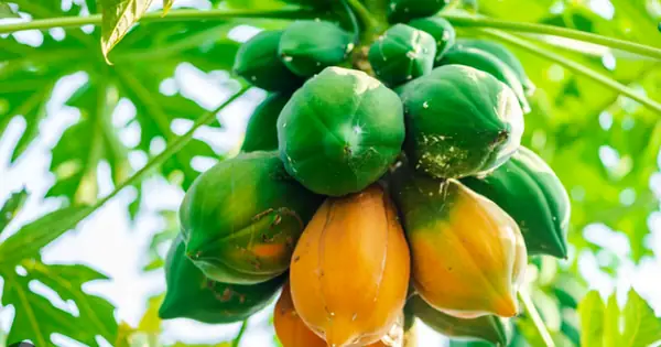Lợi Ích Của Canh Đu Đủ Xanh Và Những Điều Cần Biết