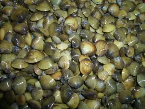 Cách Nấu Canh Hến Với Lá Lốt Thanh Mát Cho Ngày Hè Cách Nấu Canh Hến Với Lá Lốt Thanh Mát Cho Ngày Hè