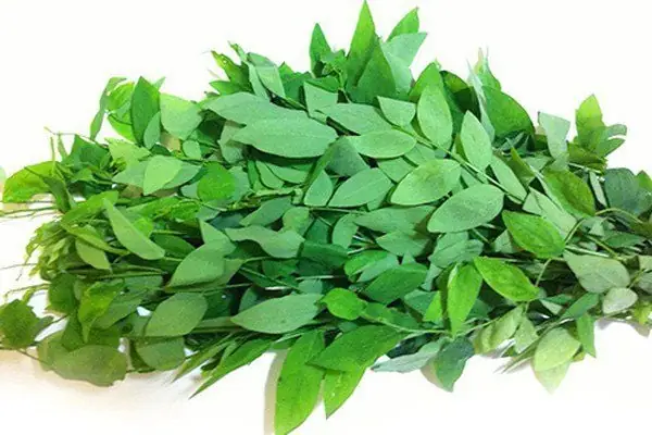 Ăn Canh Rau Ngót Khi Mang Thai: Lợi Ích, Rủi Ro Và Cách Dùng An Toàn Cho Mẹ Bầu